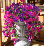 Hanging Morning Glory - Image 2