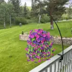 Hanging Morning Glory - Image 4