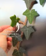 Ivy Fridge Magnet with Articulating Stems - Image 4