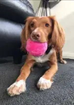 Active Rolling Ball - Image 2